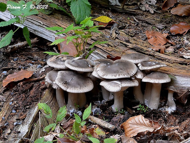 strmulec nakopený Lyophyllum decastes (Fr.) Singer