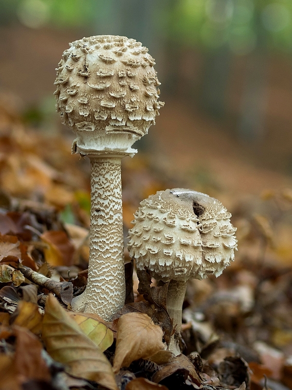 bedľa vysoká Macrolepiota procera (Scop.) Singer