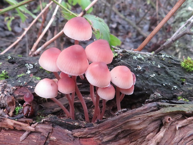 prilbička krvavomliečna Mycena haematopus (Pers.) P. Kumm.