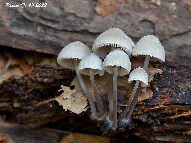 prilbička hnedosivá Mycena tintinnabulum (Paulet) Quél.