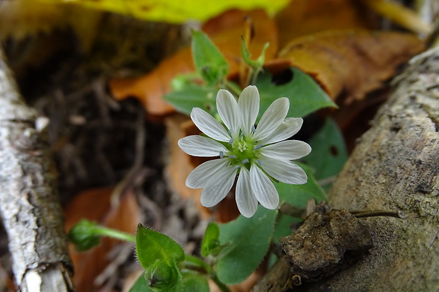 mäkkuľa vodná Myosoton aquaticum (L.) Moench