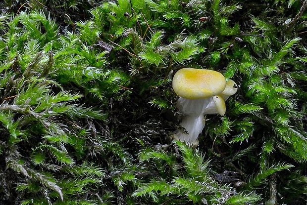 hliva lievikovitá citrónová Pleurotus citrinopileatus (Singer) Ohira