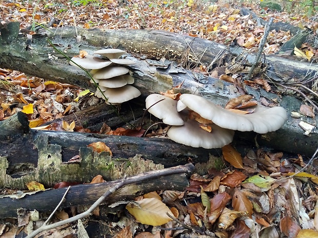 hliva ustricovitá Pleurotus ostreatus (Jacq.) P. Kumm.