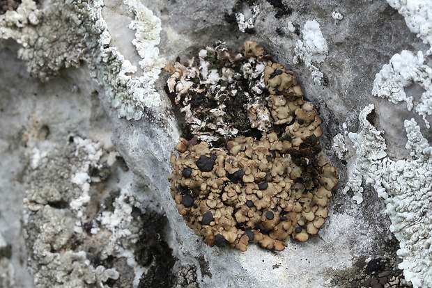 psóra Psora globifera (Ach.) A. Massal.