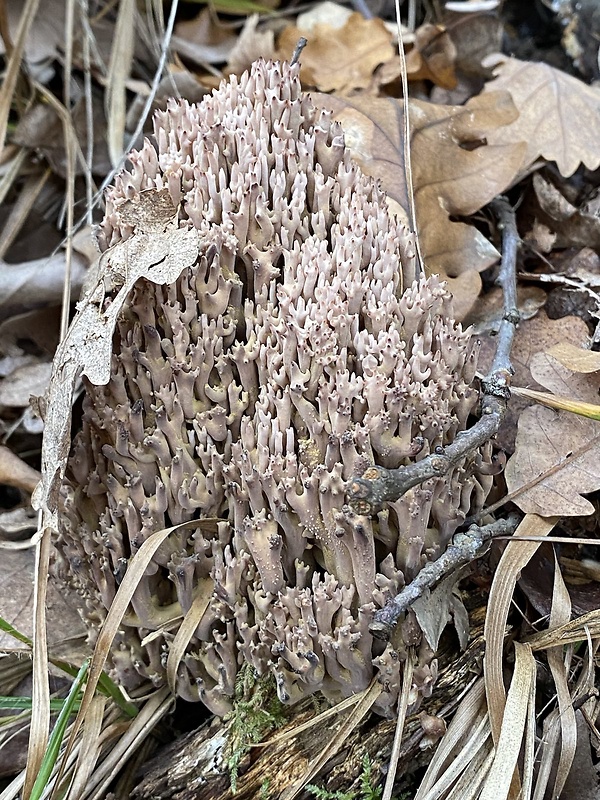 strapačka koralovitá Ramaria botrytis (Pers.) Ricken