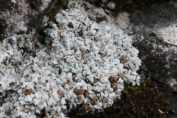 skvamarína chrupkovitá Squamarina cartilaginea var. cartilaginea (With.) P. James