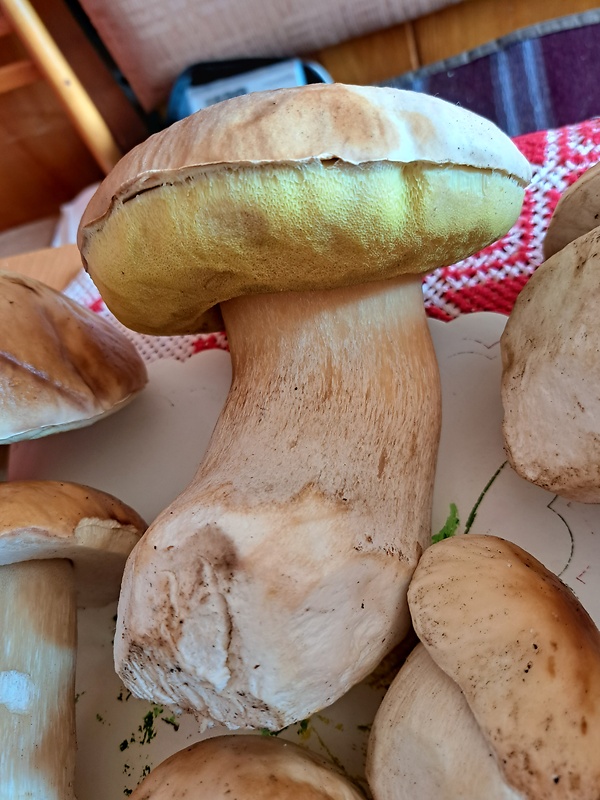 hríb dubový Boletus reticulatus Schaeff.