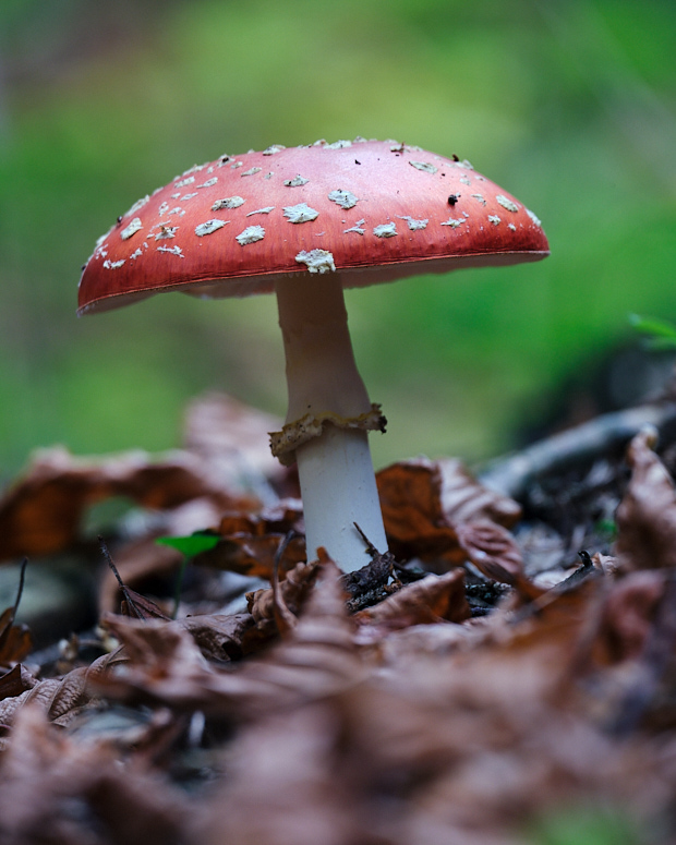 muchotrávka červená Amanita muscaria (L.) Lam.