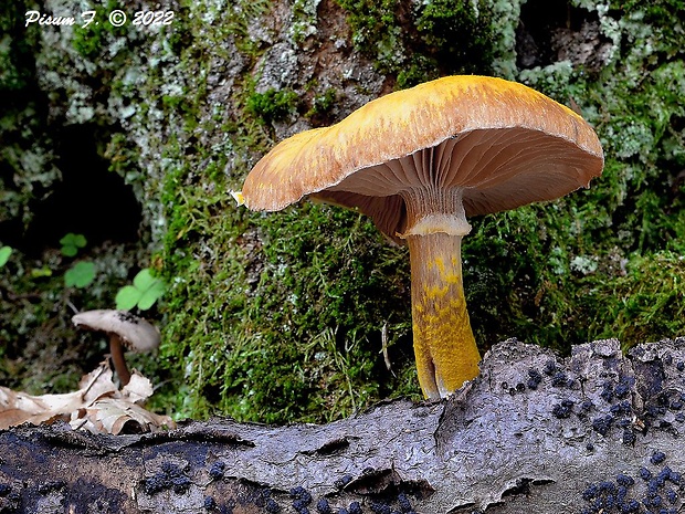 podpňovka žltá Armillaria gallica Marxm. & Romagn.