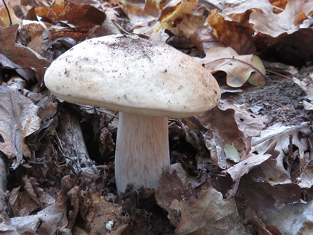 hríb smrekový Boletus edulis Bull.