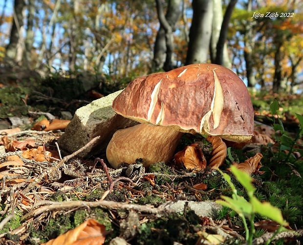 hríb sosnový Boletus pinophilus Pil. et Dermek in Pil.