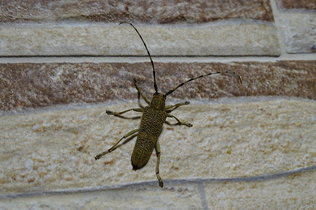 vrzúnik topoľový Caperda carcharias