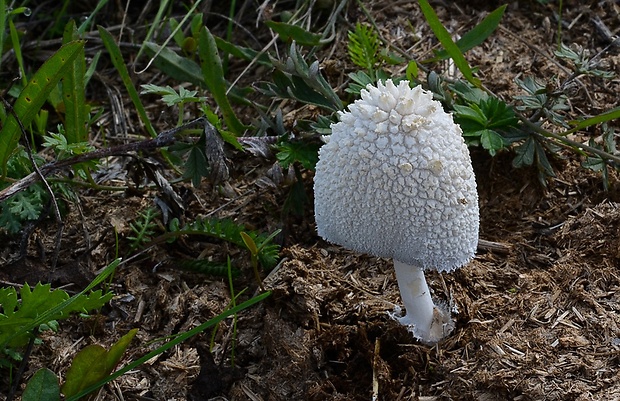 hnojník snehobiely Coprinopsis nivea (Pers.) Redhead, Vilgalys & Moncalvo