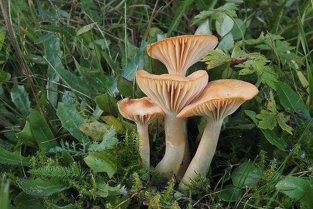 lúčnica statná Cuphophyllus pratensis (Fr.) Bon