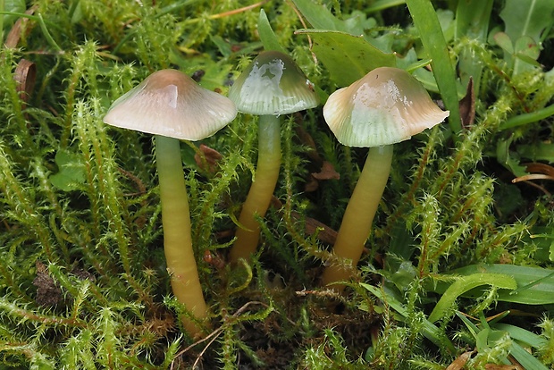 lúčnica žltozelená Gliophorus psittacinus (Schaeff.) Herink