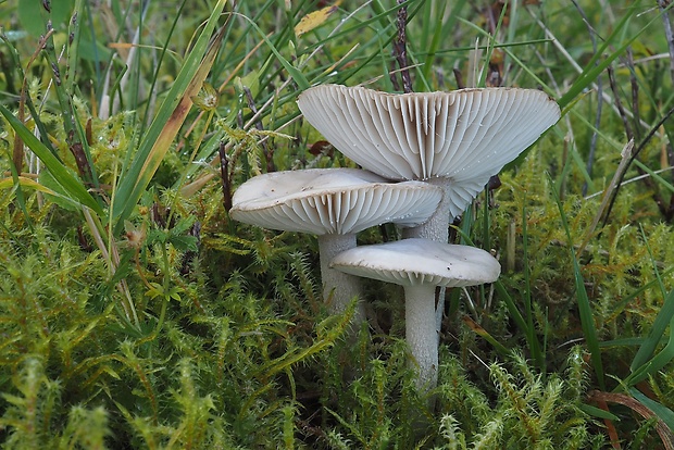 šťavnačka voňavá Hygrophorus agathosmus (Fr.) Fr.