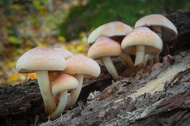 strapcovka zväzkovitá Hypholoma fasciculare (Huds.) P. Kumm.