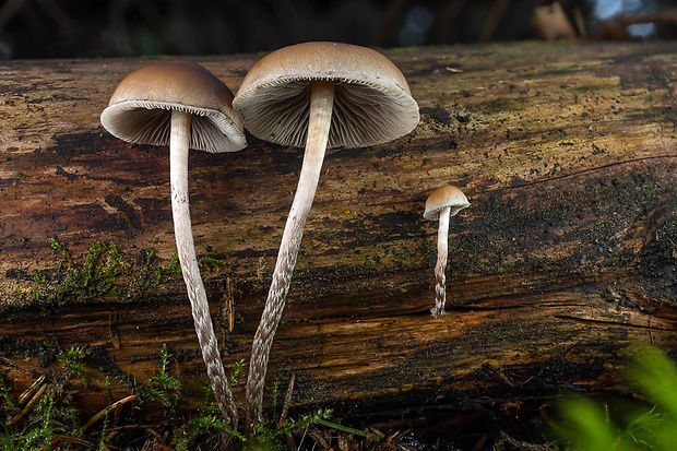 strapcovka vláknitohlúbiková Hypholoma marginatum J. Schröt.