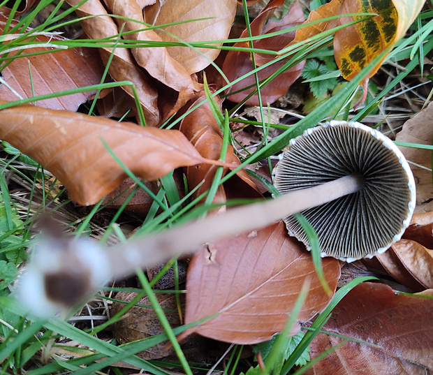 vláknica končistá Inocybe napipes J.E. Lange