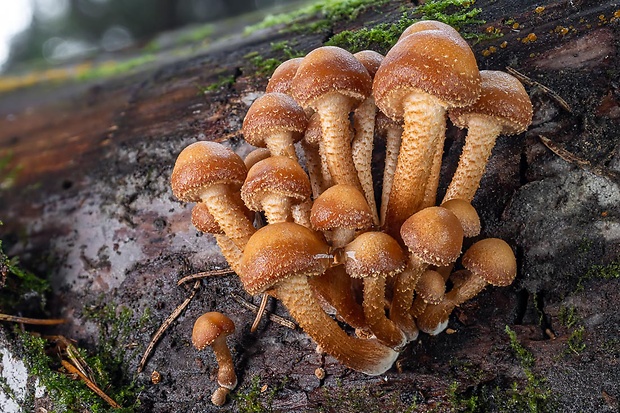 šupinačka menlivá Kuehneromyces mutabilis (Schaeff.) Singer & A.H. Sm.