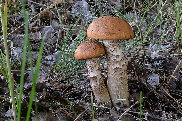 kozák osikový Leccinum albostipitatum den Bakker & Noordel.