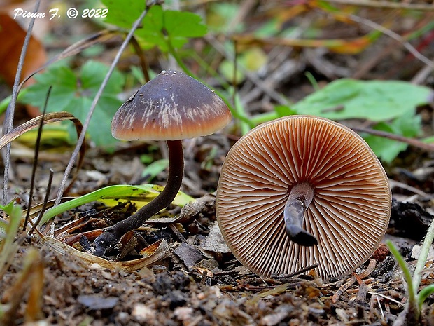 smeťovček uhorkový Macrocystidia cucumis (Pers.) Joss.