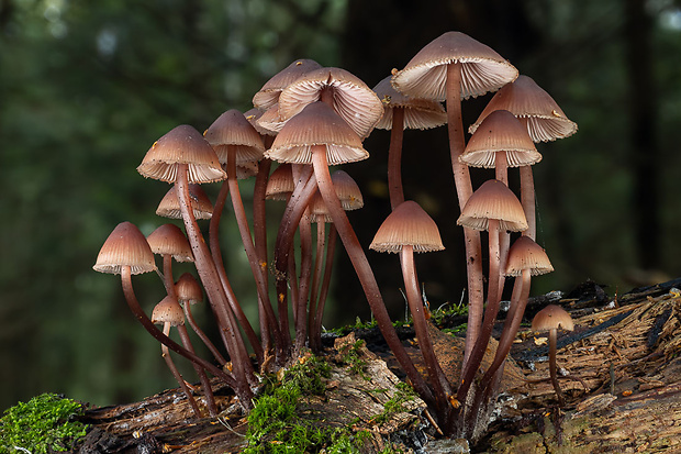 prilbička krvavomliečna Mycena haematopus (Pers.) P. Kumm.