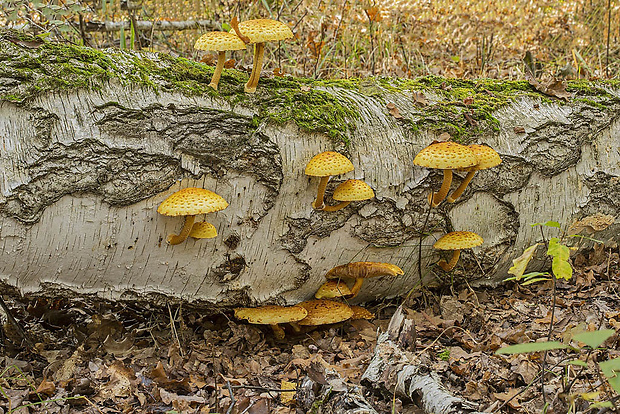 šupinovka slizká Pholiota adiposa (Batsch) P. Kumm.