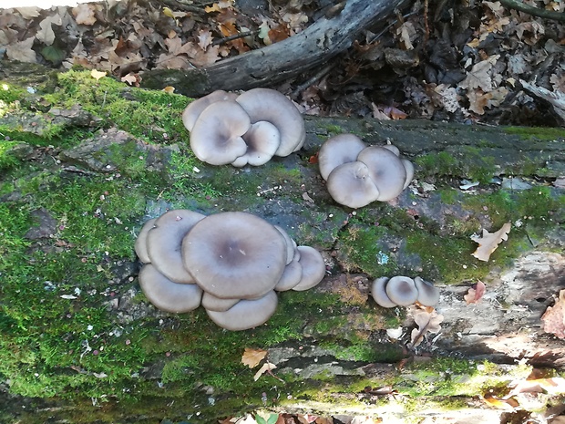 hliva ustricovitá Pleurotus ostreatus (Jacq.) P. Kumm.