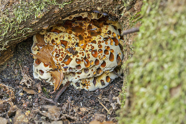 ryšavec slziaci Pseudoinonotus dryadeus (Pers.) T. Wagner & M. Fisch.