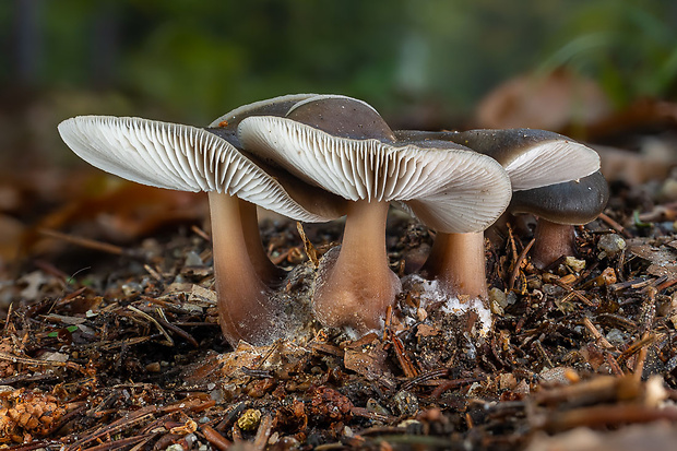 peniazovka maslová Rhodocollybia butyracea (Bull.) Lennox