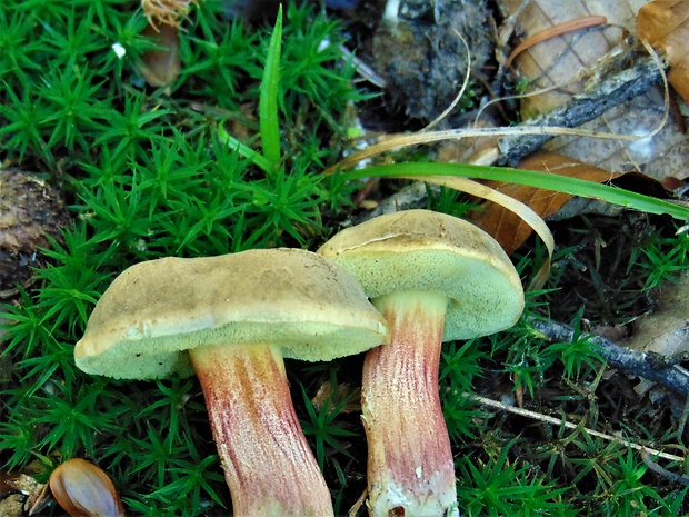 suchohríb Xerocomus sp.