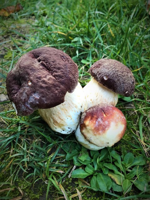 hríb sosnový Boletus pinophilus Pil. et Dermek in Pil.