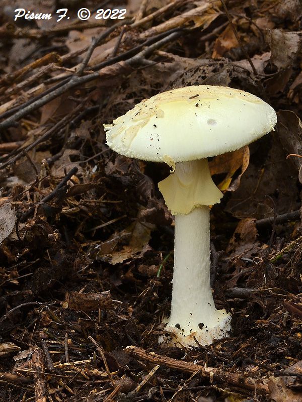 muchotrávka citrónovožltá Amanita citrina Pers.