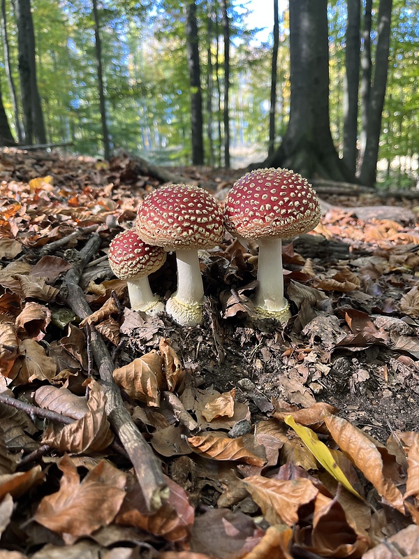 muchotrávka červená Amanita muscaria (L.) Lam.