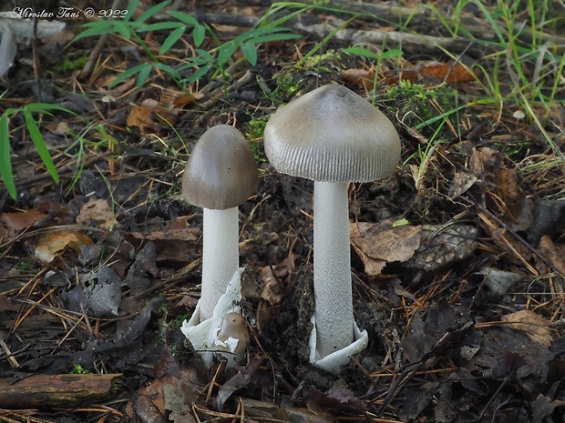 muchotrávka pošvatá Amanita vaginata (Bull.) Lam.