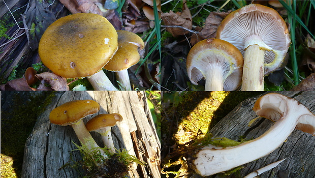 podpňovka žltá Armillaria gallica Marxm. & Romagn.