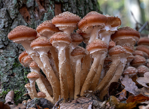 podpňovka tmavá Armillaria ostoyae (Romagn.) Herink