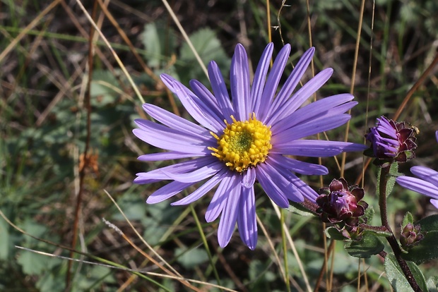 astra spišská Aster amelloides Besser