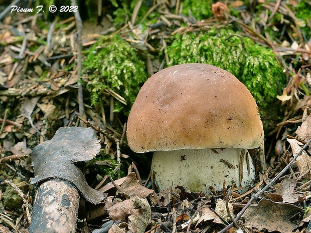 hríb smrekový Boletus edulis Bull.