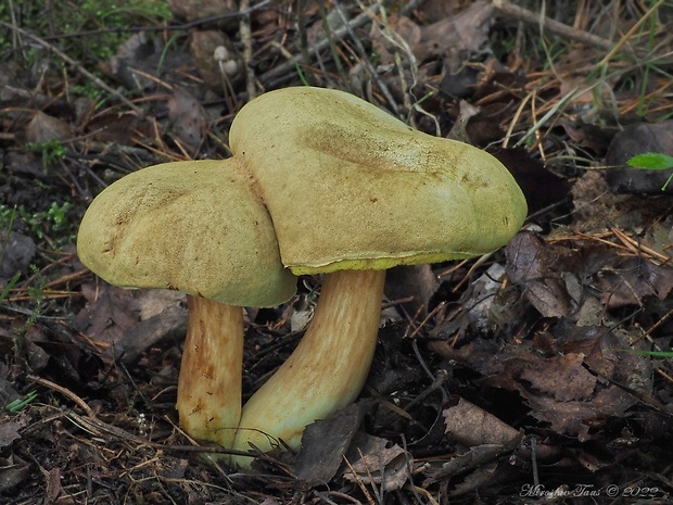 suchohríb červenohnedý Boletus ferrugineus Schaeff.