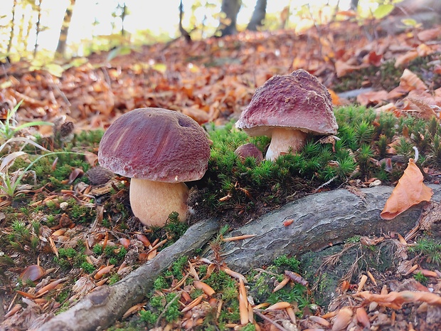 hríb sosnový Boletus pinophilus Pil. et Dermek in Pil.