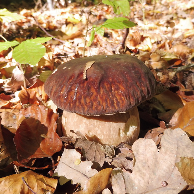 hríb sosnový Boletus pinophilus Pil. et Dermek in Pil.