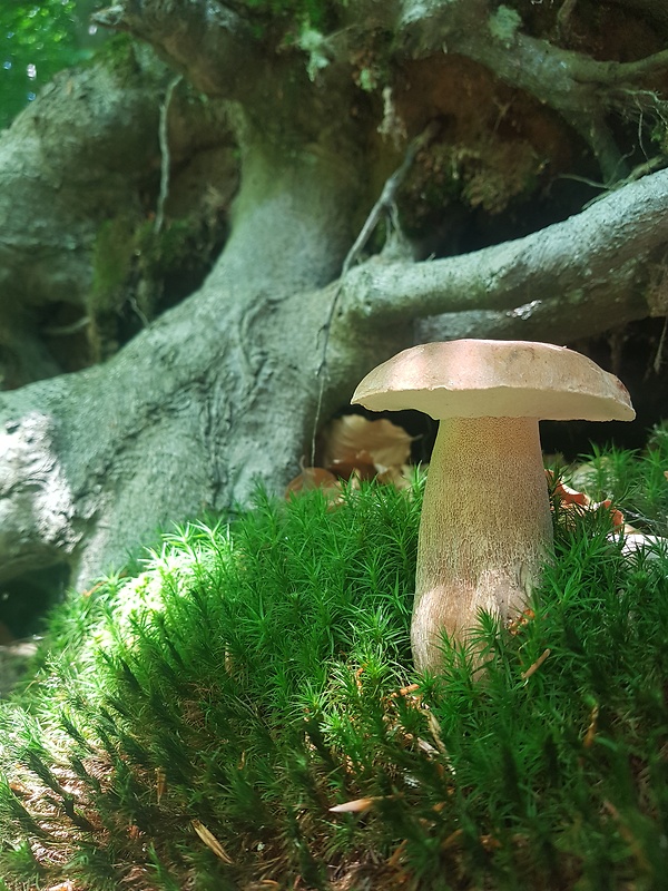 hríb dubový Boletus reticulatus Schaeff.