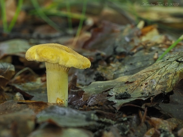 kuriatko jedlé ametystové Cantharellus amethysteus (Quél.) Sacc.