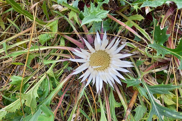 krasovlas bezbyľový pravý Carlina acaulis subsp. acaulis L.