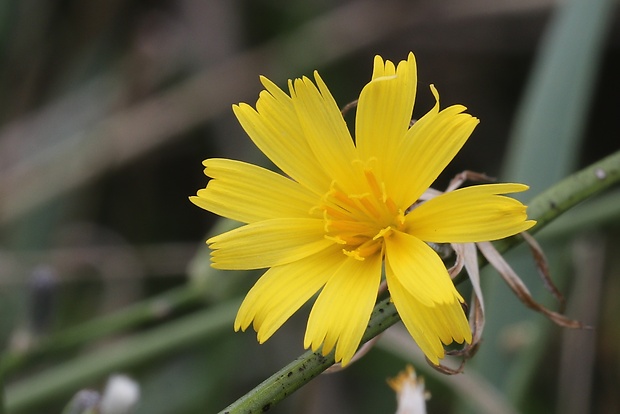 chondrila prútnatá Chondrilla juncea L.