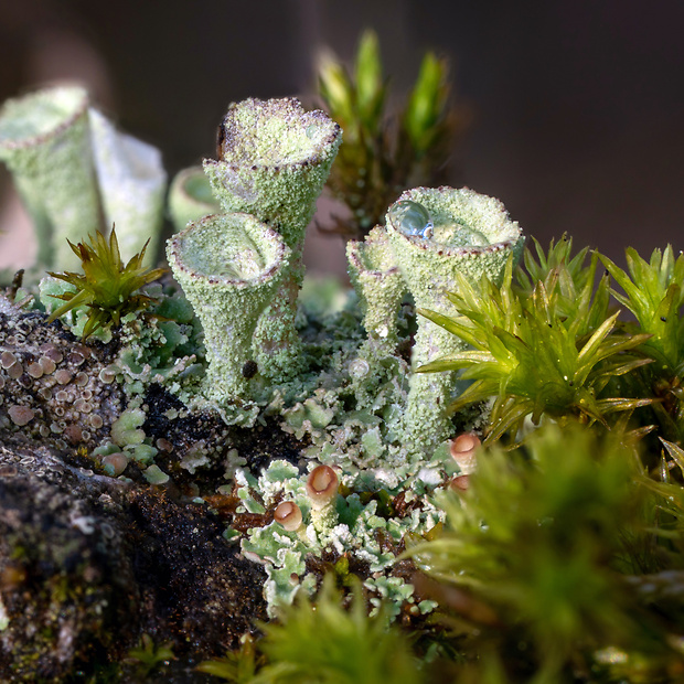 dutohlávka zrnistá  Cladonia chlorophaea (Flörke ex Sommerf.) Spreng.