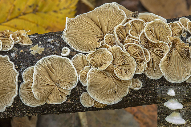 pahliva Crepidotus sp.