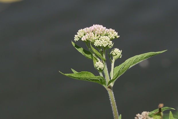 konopáč obyčajný Eupatorium cannabinum L.